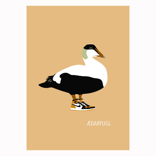 Ef ég væri fugl -Æðarfugl