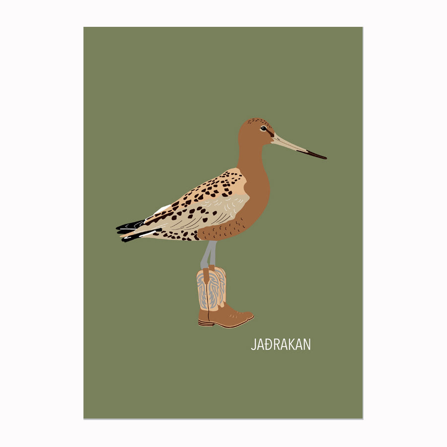 Ef ég væri fugl -Jaðrakan