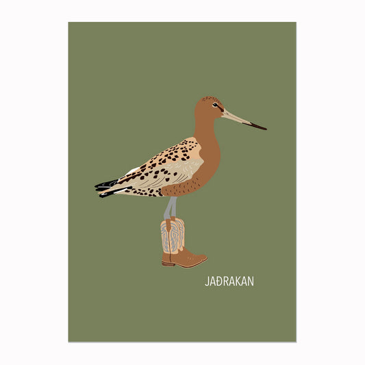 Ef ég væri fugl -Jaðrakan